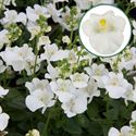 Afbeelding van Diascia P12 White